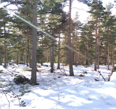 Foret dans la neige